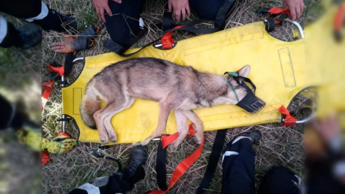 Sauvetage de deux loups près de Nice : un bilan contrasté