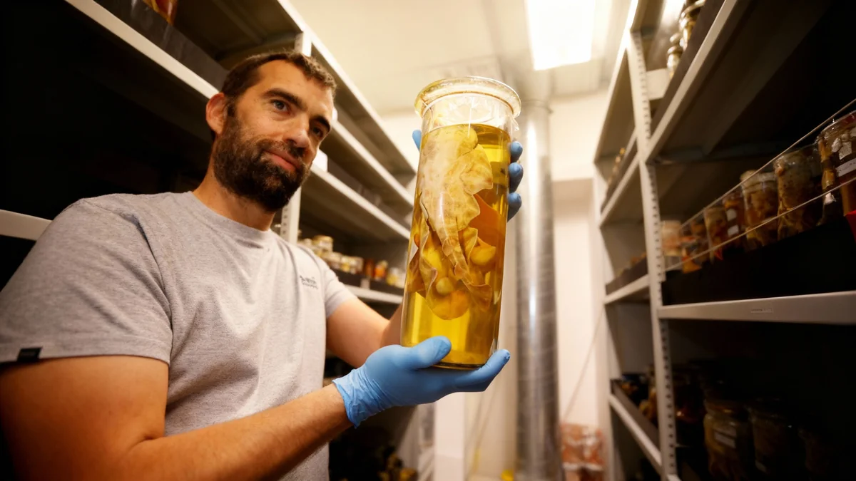 L'ange de mer pourrait-il revenir dans la Baie des Anges ?