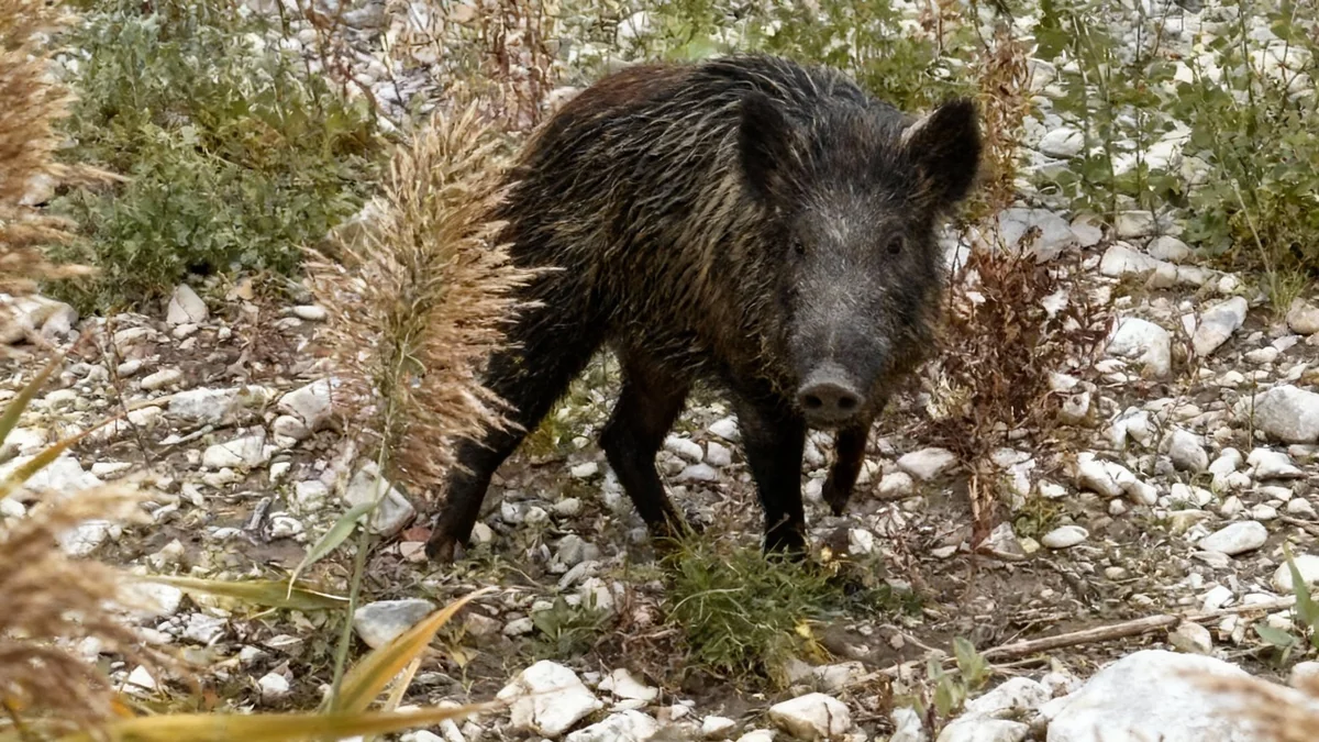 Une famille de sangliers se promène dans les rues de Nice