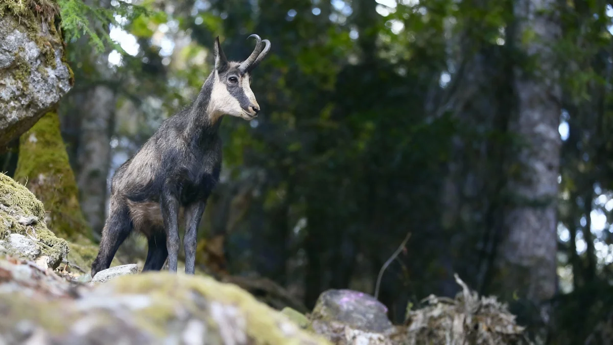 Braconnage dans la Vésubie : trois chasseurs jugés à Nice