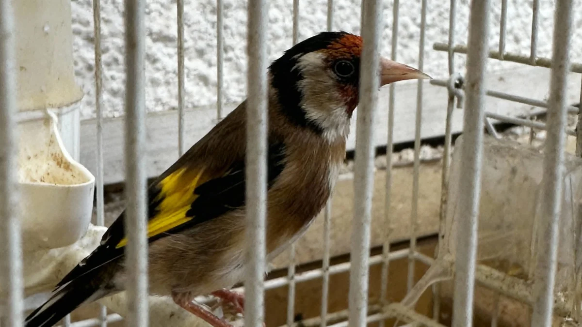 Nice : Un contrôle d'hygiène révèle un trafic d'oiseaux et de stéroïdes