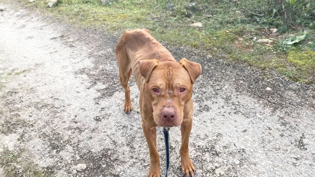 Couple jugé à Nice pour cruauté envers deux chiens